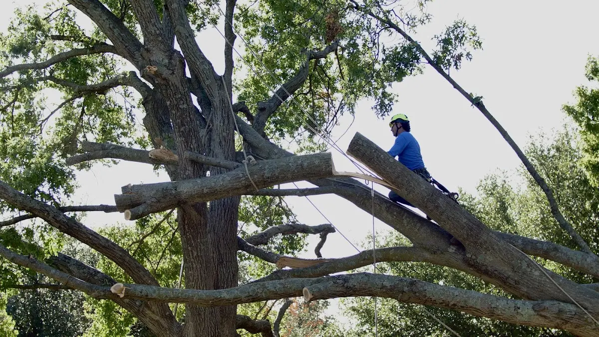 Professional Crown Thinning performed by certified arborists in Amherst